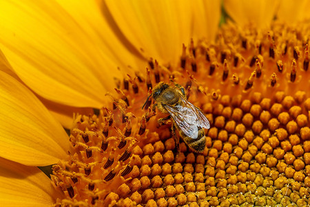 蜜蜂在向日葵上采蜜。