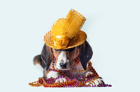 狂欢节小狗，长着多色珠子的长耳朵，白色背景上戴着嘉年华帽