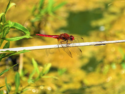 猩红色蜻蜓坐在一根干燥的树枝上