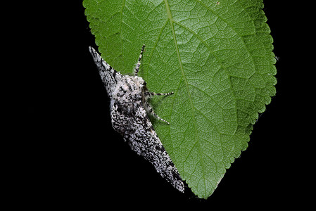 详细的宏观显示了胡椒蛾的身体图案，以及深绿色叶子的脉络结构。