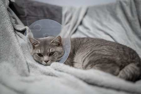 沙发猫摄影照片_疲惫的灰猫苏格兰直品种在手术后在家沙发上与兽医锥一起休息。