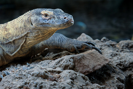 富恩吉罗拉，安达卢西亚/西班牙 - 7 月 4 日：科莫多巨蜥（巨蜥是
