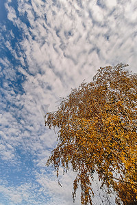 桦树秋黄冠枝，映衬蓝天白云