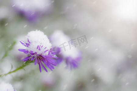 冬天结冰的花朵摄影照片_白雪覆盖的花朵高山紫苑。