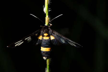 昆虫叶子摄影照片_叶子上的宏观昆虫