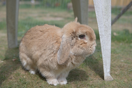 嫦娥的兔子摄影照片_非常可爱的沙质矮垂垂耳兔宠物兔在户外的短草上用围栏探索花园家具。