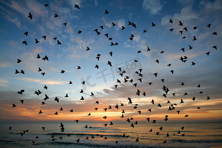 早上遛鸟摄影照片_早晨时间海面上的鸟