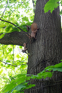 松鼠一家在树上玩得开心