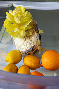 冰箱里的食物摄影照片_冰箱里的柠檬、橙子和卷心菜变质了