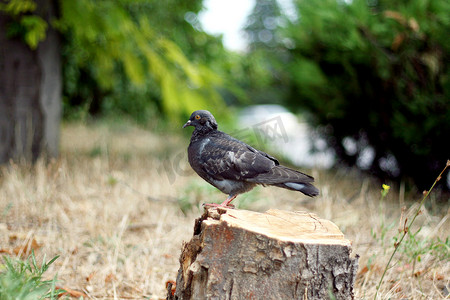 鸽子坐在锯树的树桩上。
