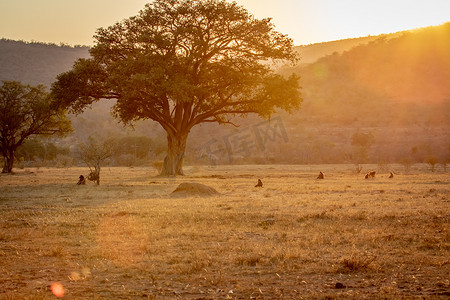 开阔平原上的日落与 Chacma 狒狒。