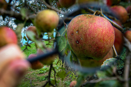 树枝上有一个增大的苹果，苹果的果实上有一些苦味的斑点。