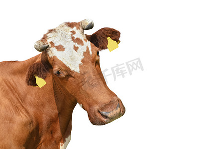 奶牛斑点摄影照片_有趣的红色斑点牛肖像特写。