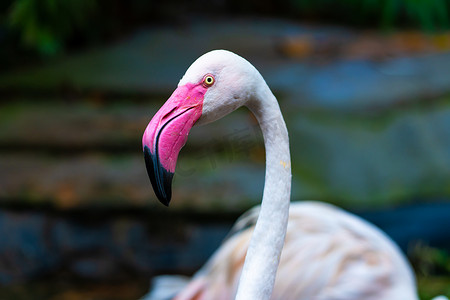 叶子花火烈鸟摄影照片_动物园池塘里的粉红色火烈鸟群