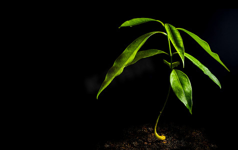 科普背景摄影照片_新鲜新生命，自然界中药用科普西亚植物幼苗的叶子