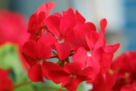 花盆景中美丽的红色天竺葵