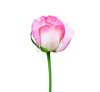 白色背景上孤立的美丽甜美粉红色玫瑰花蕾花