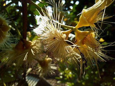 yzygium aqueum（水玫瑰苹果、水苹果、铃果）花与自然背景。