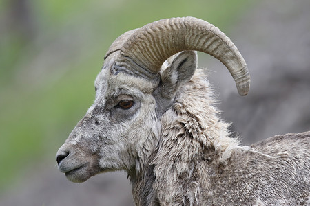雄性落基山大角羊 - 加拿大班夫国家公园