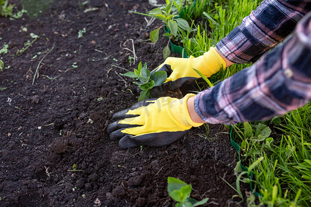戴着手套的女园丁的手在地上种植小橡树的幼苗。