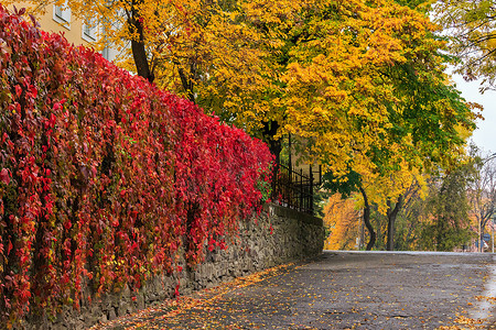 雨后的秋季城市景观，树木和路灯泛黄