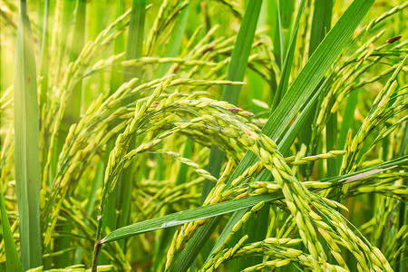 绿色稻田背景