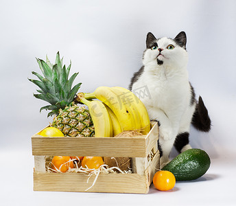 有黑白毛皮和绿色眼睛的小猫，有异国情调的水果菠萝香蕉椰子鳄梨和橙子