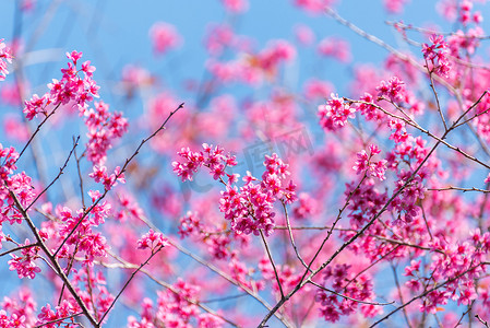 粉色的樱桃花摄影照片_美丽的粉红色花朵野生喜马拉雅樱桃花 (李属 ceras