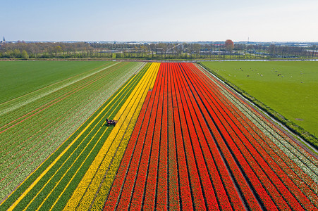 从荷兰乡村郁金香的空中拍摄