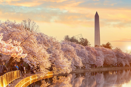 樱花节摄影照片_樱花节期间的华盛顿纪念碑。