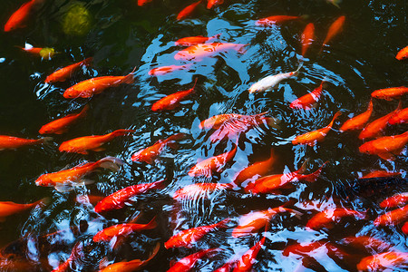 红锦鲤摄影照片_池塘里有一群日本红鲤鱼。