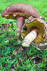 澳大利亚新南威尔士州的未知管状蘑菇