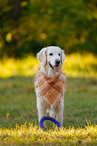 戴着格子头巾或围巾、带戒指玩具的快乐金毛猎犬的肖像