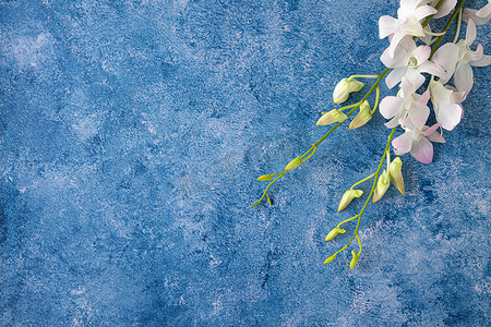 蓝色和白色背景上的热带兰花