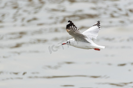鸟（Laridae）在自然海的天空中飞翔