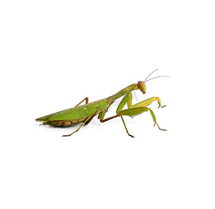 昆虫触须摄影照片_有长触须的绿螳螂侧身站立