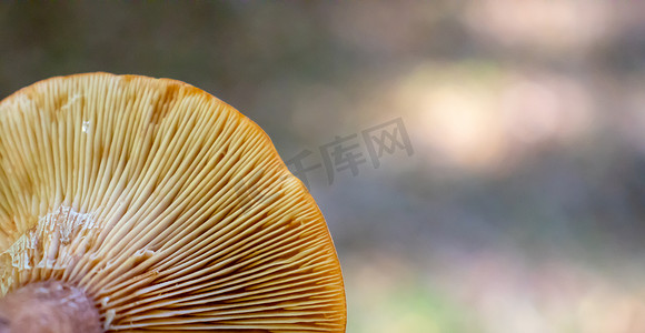 树林里有芦苇的蘑菇帽子下的背景