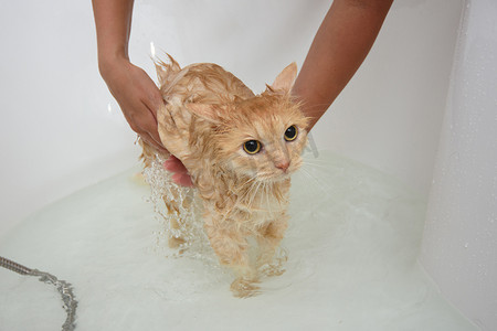 女主人给一只家猫洗澡，猫站在水中宽敞的浴缸里