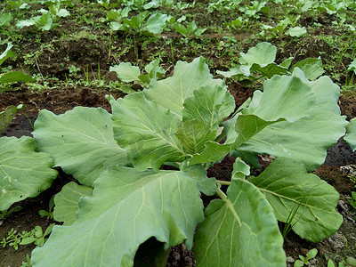 淡绿色卷轴摄影照片_田间的年轻卷心菜 卷心菜是一种多叶的绿色、红色（紫色）或白色（淡绿色）两年生植物，因其密叶头而作为一年生蔬菜作物种植。