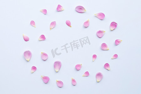粉色玫瑰花瓣摄影照片_孤立在白色的粉红色玫瑰花瓣