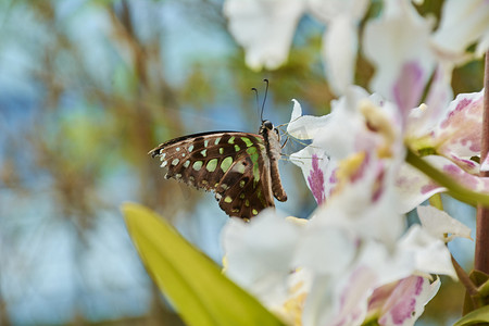 漂亮的五颜六色的蝴蝶栖息在一朵花上。