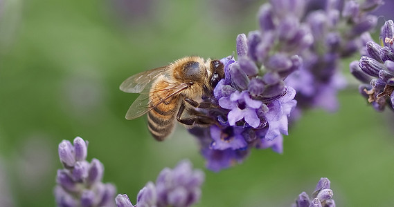 一只蜜蜂在紫色薰衣草花上的特写