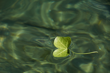 叶子水花摄影照片_漂浮在湖的绿色叶子