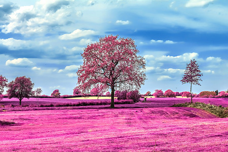 北欧风景的美丽粉红色红外照片 w