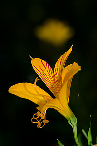 Conguillio 国家公园的秘鲁百合 Alstroemeria aurea 花。