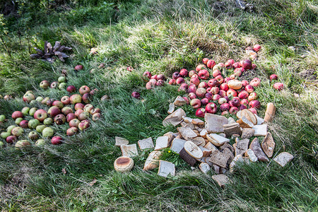 苹果和面包作为游戏的喂食场所