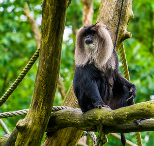 长尾猕猴肖像，坐在树上的热带灵长类动物，来自印度的濒危动物