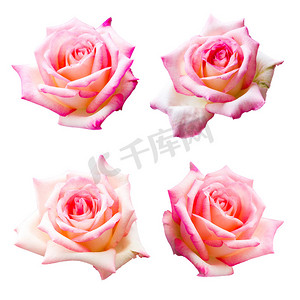 婚背景摄影照片_白色背景中分离出的美丽粉红玫瑰、情人和婚礼花的集合