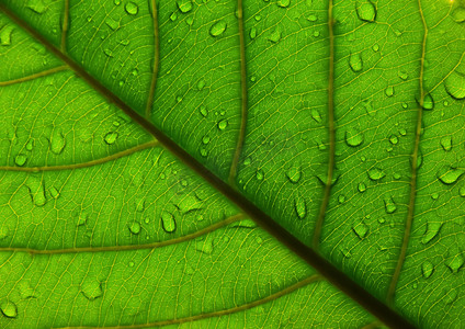 雨后绿叶脉与水滴