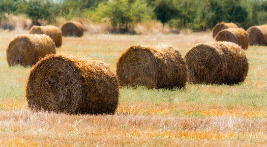 秋天气候摄影照片_秋天风景在绿草的干草堆在背景